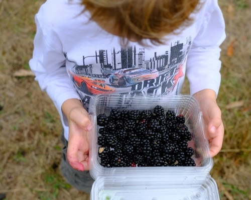 Young boy looking down at a punnet of blackberries - Australian Stock Image