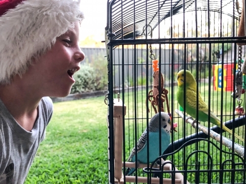 Young boy looking into cage of two budgerigar in suburban backyard - Australian Stock Image