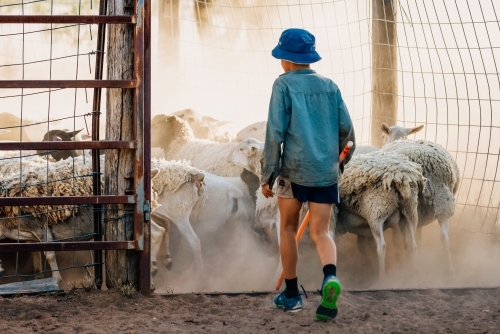Young boy moving sheep through dusty yards