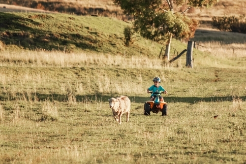 Young boy on quad bike chasing sheep on farm paddock - Australian Stock Image