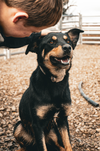 Young boy patting a dog - Australian Stock Image
