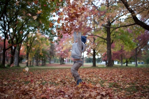 Young boy playing outdoors among piles of autumn leaves - Australian Stock Image