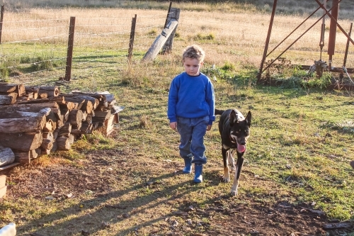 Young boy walking with black and tan kelpie dog near wood pile on farm - Australian Stock Image