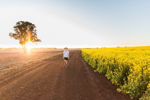 Young boy wearing hat on farm walking in paddock next to canola field at sunset - Australian Stock Image