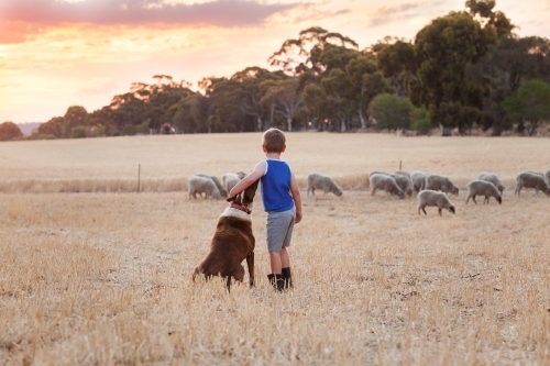 Young boy with sheep dog in paddock looking at sheep