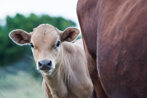 Young calf looking from behind cow. - Australian Stock Image