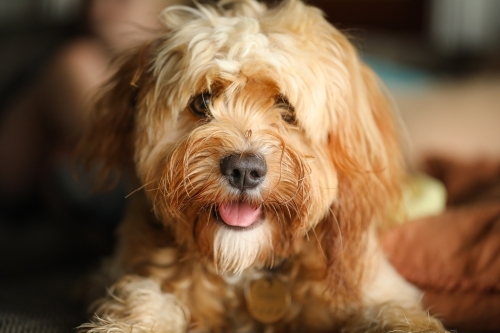 Young Cavoodle breed dog relaxing indoors - Australian Stock Image