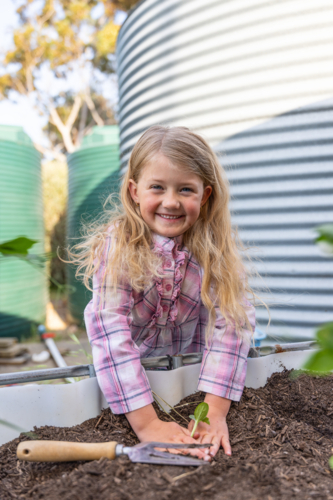 Young child with long blonde hair, leaning over raised garden bed and pressing soil around base - Australian Stock Image