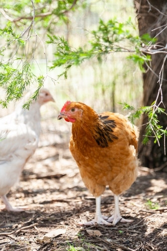 Young cockerel in backyard - Australian Stock Image