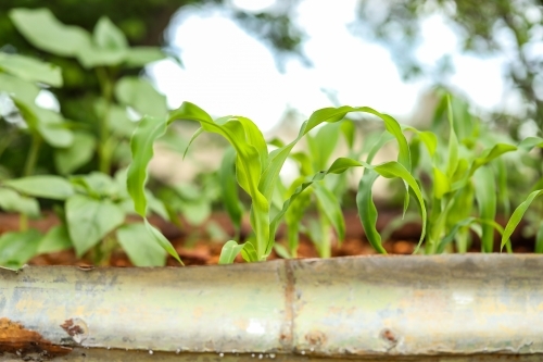 Young corn crop growing in raised container garden - Australian Stock Image