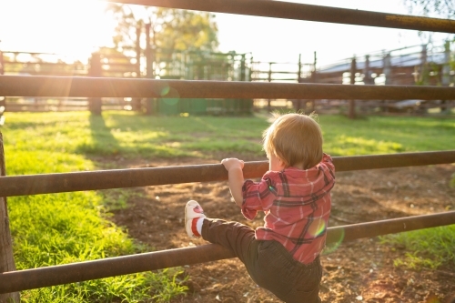 Young country child trying to climb rails of stock yard on farm in afternoon light - Australian Stock Image