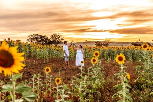 Young couple in 20s dancing at sunset in sunflower crop - Australian Stock Image