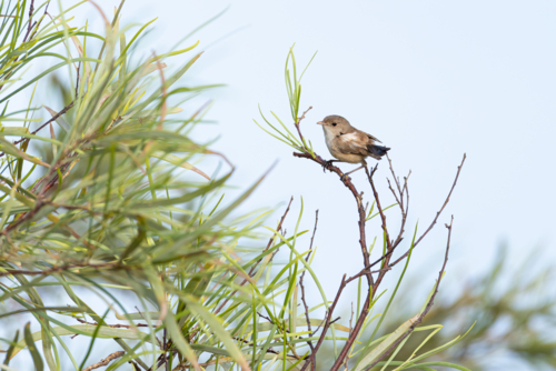 Young fairywren resting on branch with slim green leaves under clear sky - Australian Stock Image