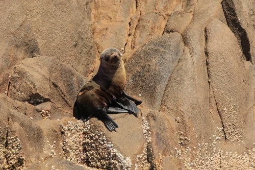 Young fur seal (Arctocephalus) sunning itself on a rock