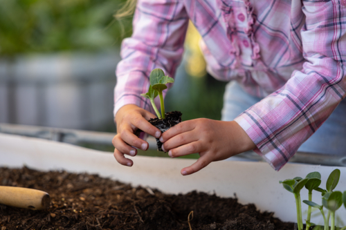 Young gardener planting seedling in raised bed - Australian Stock Image