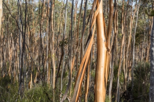 Young gimlet trees in dense woodland near Lake King - Australian Stock Image