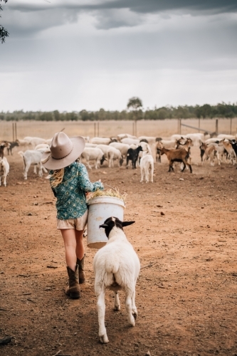 Young girl carrying bucket of hay towards sheep - Australian Stock Image