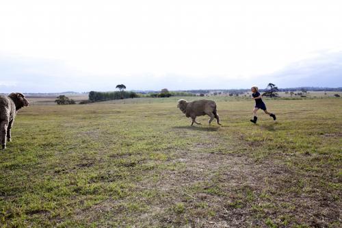 Young girl chasing sheep in paddock on the farm - Australian Stock Image