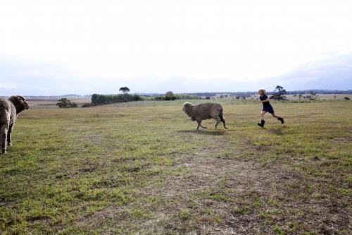 Young girl chasing sheep in paddock on the farm