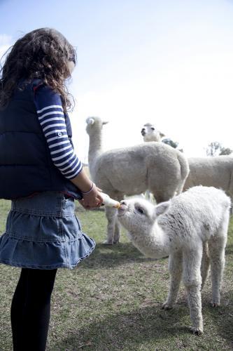 Young girl feeding a baby alpaca with a bottle of milk