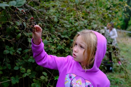 Young girl picking blackberries from a bush in country Victoria - Australian Stock Image