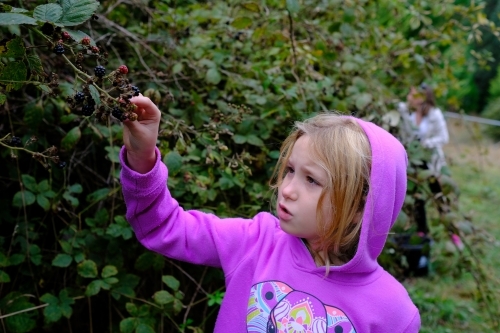 Young girl picking blackberries from a bush in country Victoria