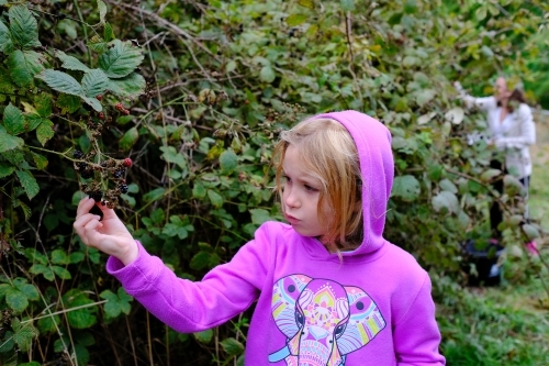 Young girl picking blackberries from a bush in country Victoria with her Mum in the background - Australian Stock Image