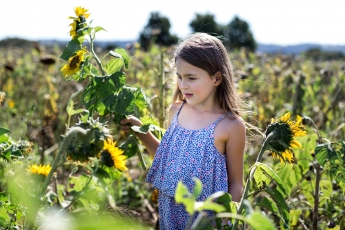 Young girl picking sunflowers in a field