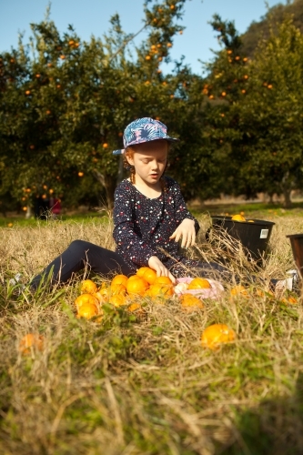 Young girl sitting on the ground with mandarins at a farm
