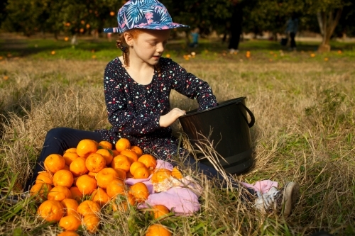 Young girl sitting with mandarins at a farm - Australian Stock Image
