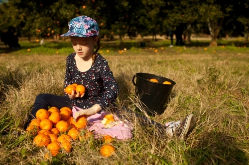 Young girl sitting with mandarins at a farm - Australian Stock Image