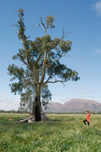 Young girl walking through long grass towards a large gum tree in the Flinders Ranges - Australian Stock Image