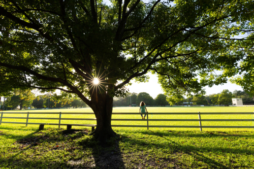 Young girl watching the sunrise under a silhouetted tree at a rural showground - Australian Stock Image