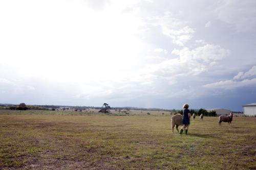 Young girl with sheep in paddock - Australian Stock Image