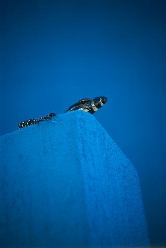 Young Goanna sunning itself on a blue building - Australian Stock Image