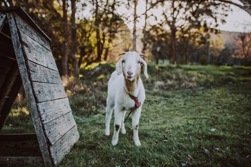 Young goat sanding in paddock looking at camera - Australian Stock Image