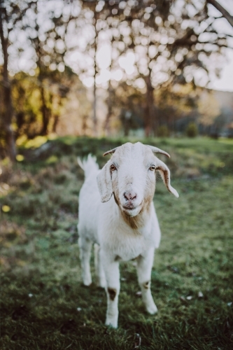 Young goat standing in paddock - Australian Stock Image