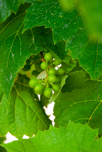 Young grapes on the grape vine with green leaves - Australian Stock Image