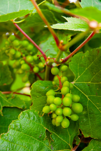 Young grapes on the vine with green leaves - Australian Stock Image
