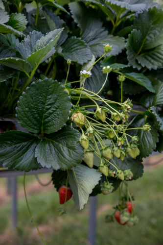 Young green strawberries growing on a bush - Australian Stock Image