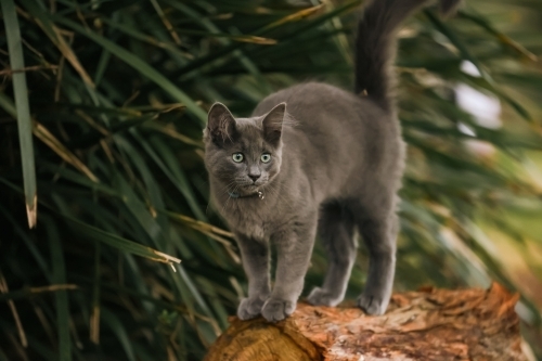 Young grey cat with bright green eyes exploring garden