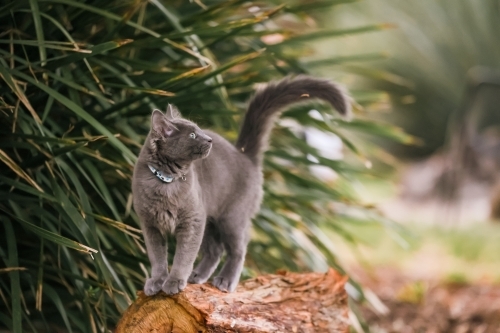 Young grey cat with bright green eyes exploring garden - Australian Stock Image