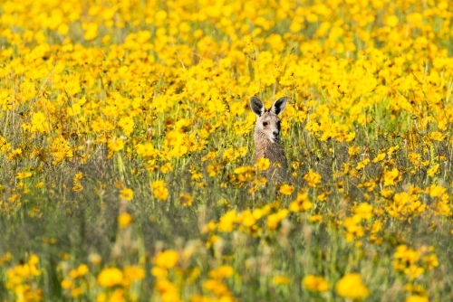 Young Grey Kangaroo in amongst a field of yellow flowers - Australian Stock Image