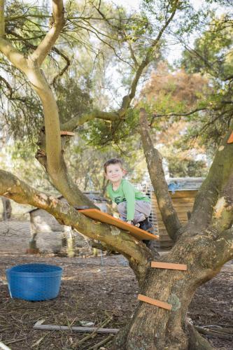 Young happy boy climbing up a tree in backyard - Australian Stock Image