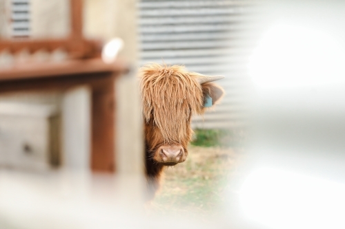 Young Highland Cow steer hiding in cattle yards - Australian Stock Image