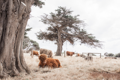 Young highland cow  with herd behind, on dry grass - Australian Stock Image