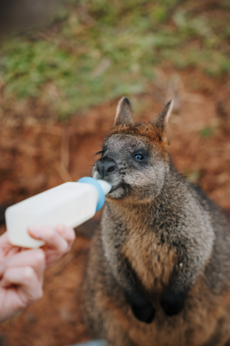 Young Joey being bottle fed outdoors by an animal care worker - Australian Stock Image