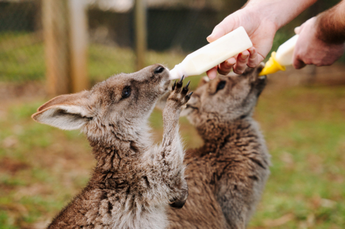Young Joey being bottle fed outdoors by an animal carer - Australian Stock Image