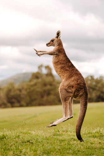 young kangaroo jumping on a grassy field outdoors. - Australian Stock Image