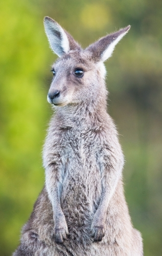 Young kangaroo looking nervously to the side. - Australian Stock Image